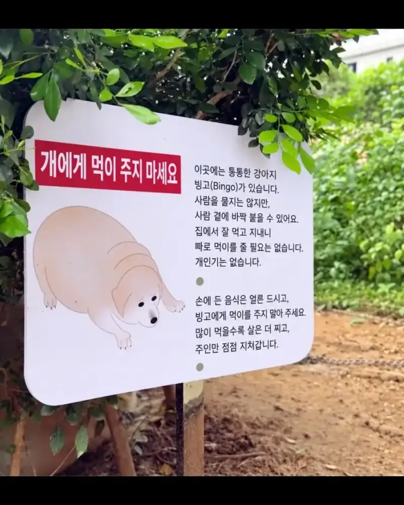 개에게 먹이를 주지 마세요의 내용을 보여주는 이미지
