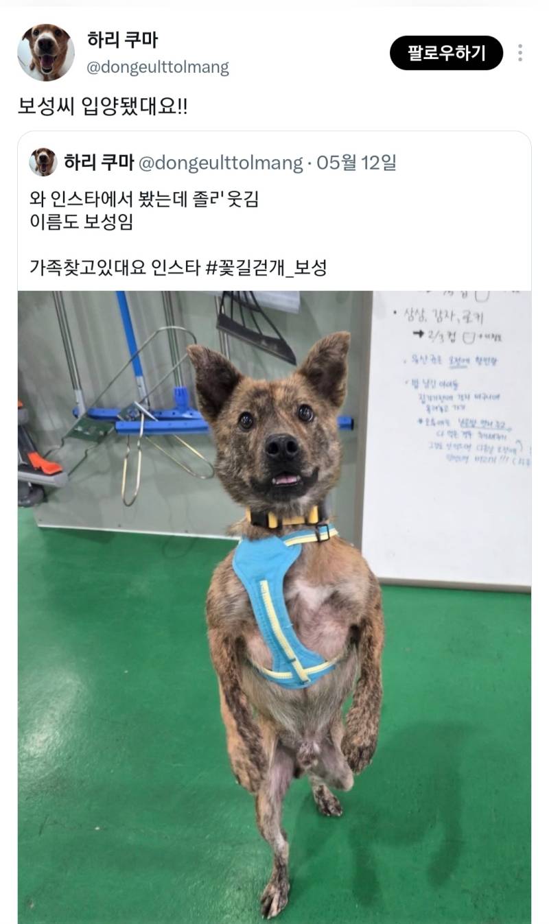 보성씨 입양됐대요의 내용을 보여주는 이미지