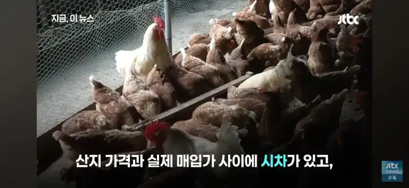 1000037529.jpg 닭값 떨어지니 눈치보는 치킨업계..