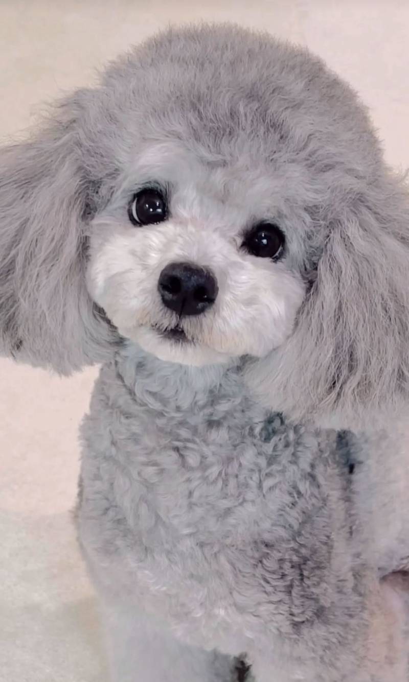 간식을 보면 돌변하는 강아지들의 내용을 보여주는 이미지