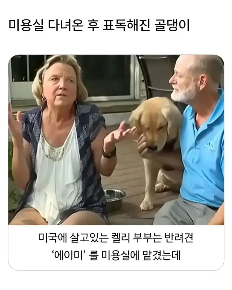 미용실 다녀온 후 표독해진 골댕이의 내용을 보여주는 이미지