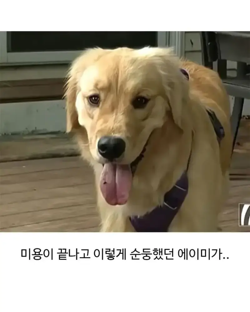 미용실 다녀온 후 표독해진 골댕이의 내용을 보여주는 이미지 관련 이미지 2