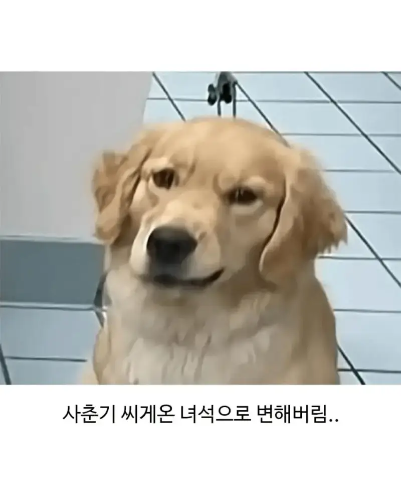 미용실 다녀온 후 표독해진 골댕이의 내용을 보여주는 이미지 관련 이미지 3