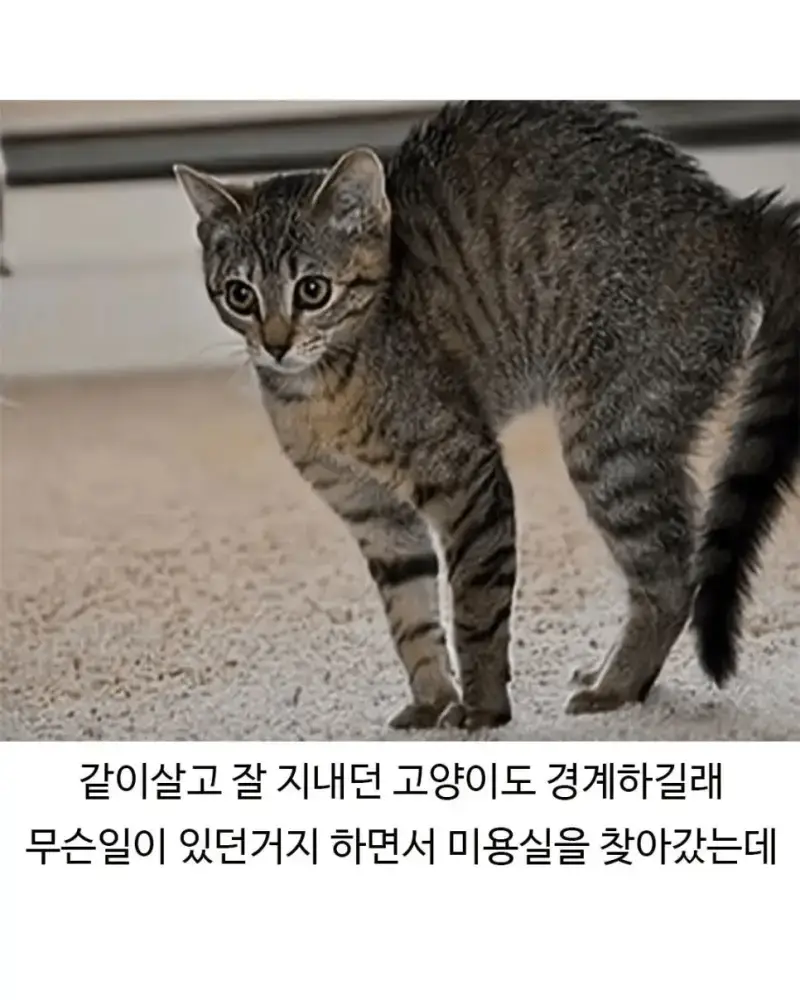 미용실 다녀온 후 표독해진 골댕이의 내용을 보여주는 이미지 관련 이미지 5