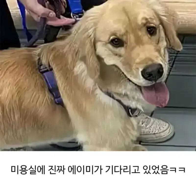 미용실 다녀온 후 표독해진 골댕이의 내용을 보여주는 이미지 관련 이미지 6