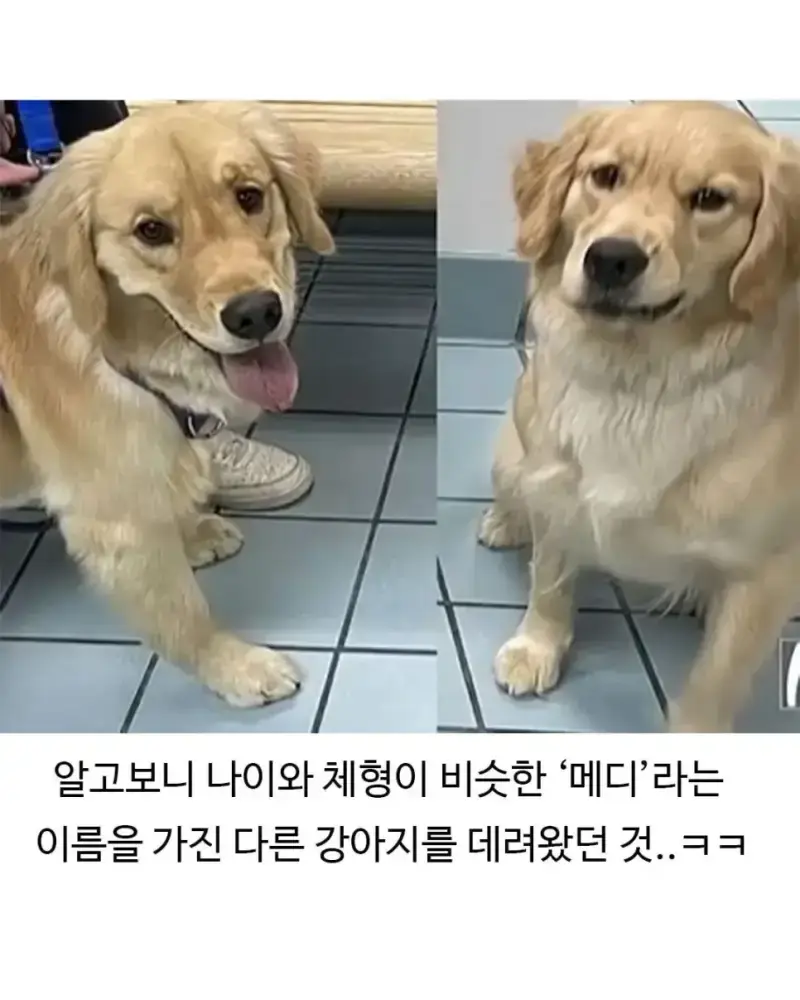 미용실 다녀온 후 표독해진 골댕이의 내용을 보여주는 이미지 관련 이미지 7