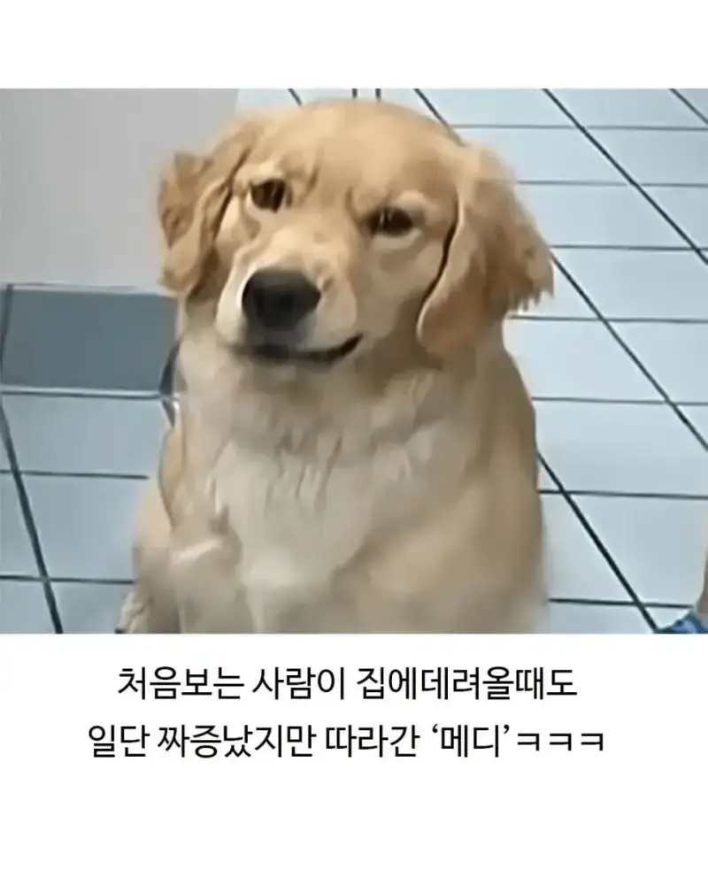 미용실 다녀온 후 표독해진 골댕이의 내용을 보여주는 이미지 관련 이미지 8