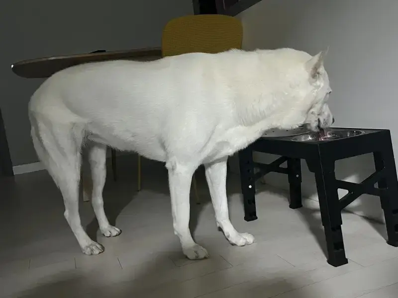 진돗개로 알고 6개월 키웠는데 대형견으로 커서 확인해보니 풍산개였음의 내용을 보여주는 이미지