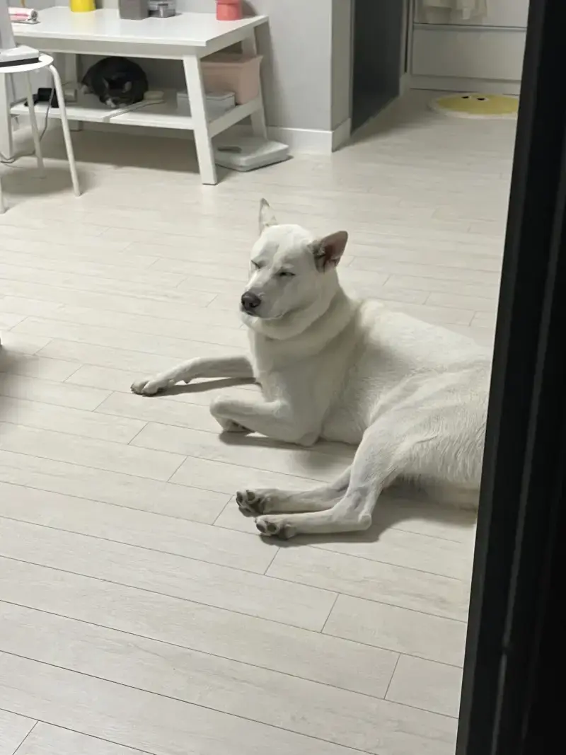 진돗개로 알고 6개월 키웠는데 대형견으로 커서 확인해보니 풍산개였음의 내용을 보여주는 이미지 관련 이미지 5