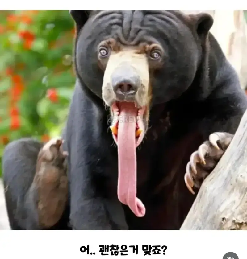 인간이 그나마 상대해 볼만한 곰의 내용을 보여주는 이미지 관련 이미지 2
