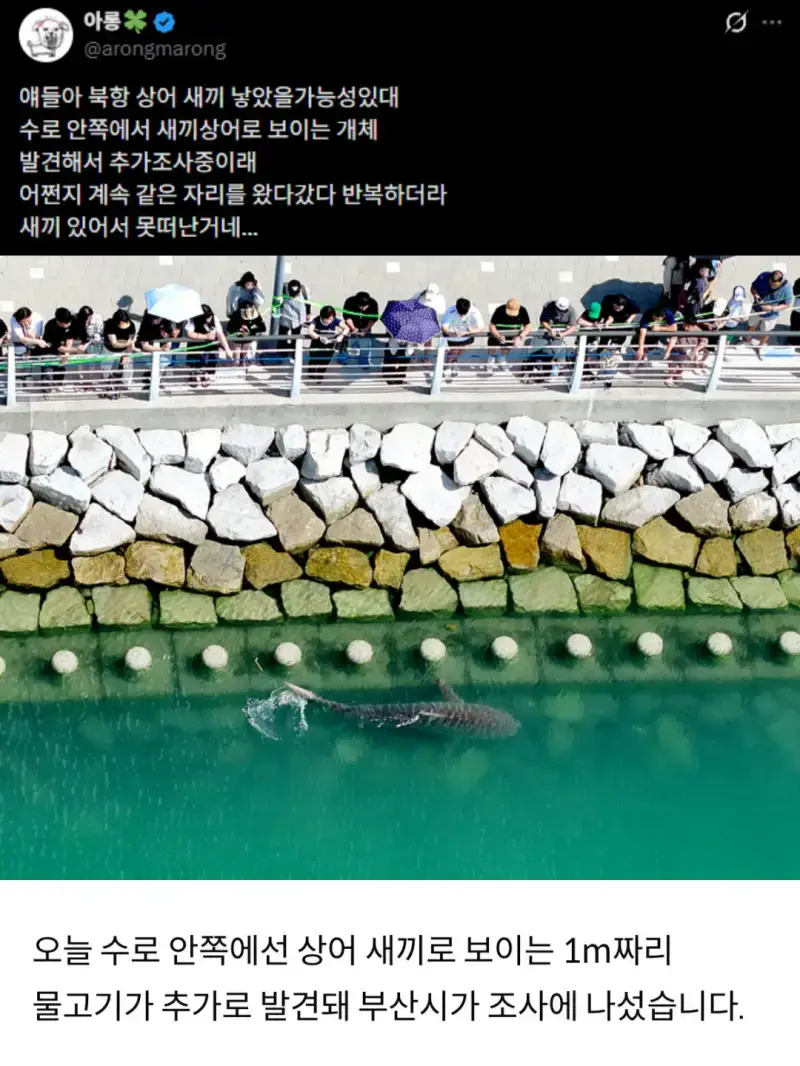 북항 친수공원 상어 새끼 목격담 퍼지는 중의 내용을 보여주는 이미지