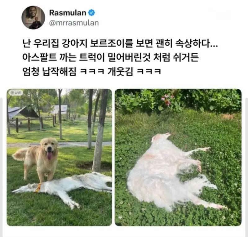 차에 깔린 것처럼 자는 강아지의 내용을 보여주는 이미지