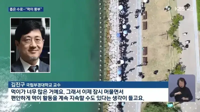 북항 수로 맴도는 상어&hellip;왜 머무나_ _ KBS 2026.09.21. 1-28