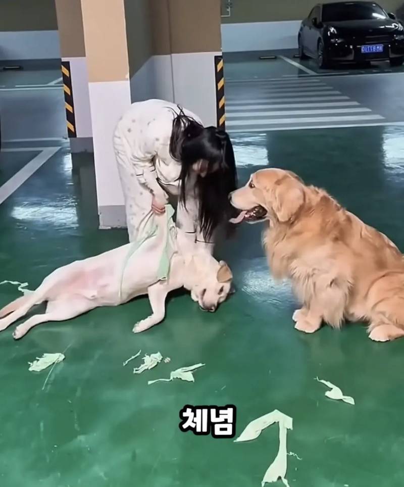 아 진짜 미치겠다 강아지 옷 당근했는데 산책하다가 원래 옷 주인 강아지 만났대ㅠㅠㅋㅋ 자기옷이라고 다 뜯어감 ㅠㅜㅜ의 내용을 보여주는 이미지