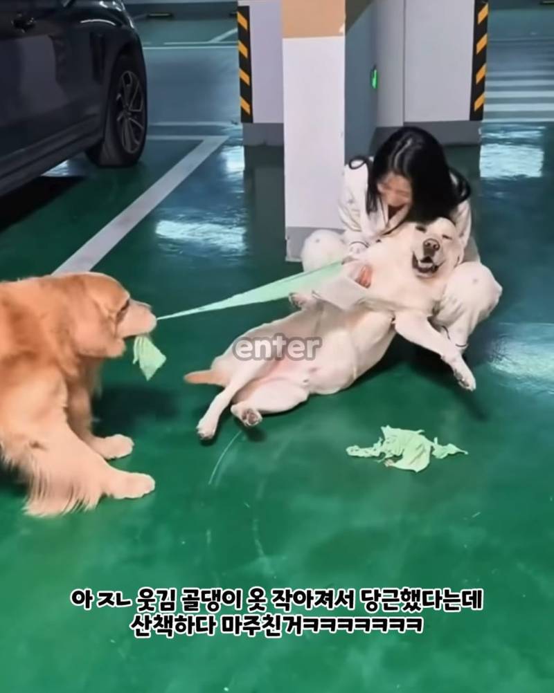 산책하다가 원래 옷 주인 만난 강아지의 내용을 보여주는 이미지