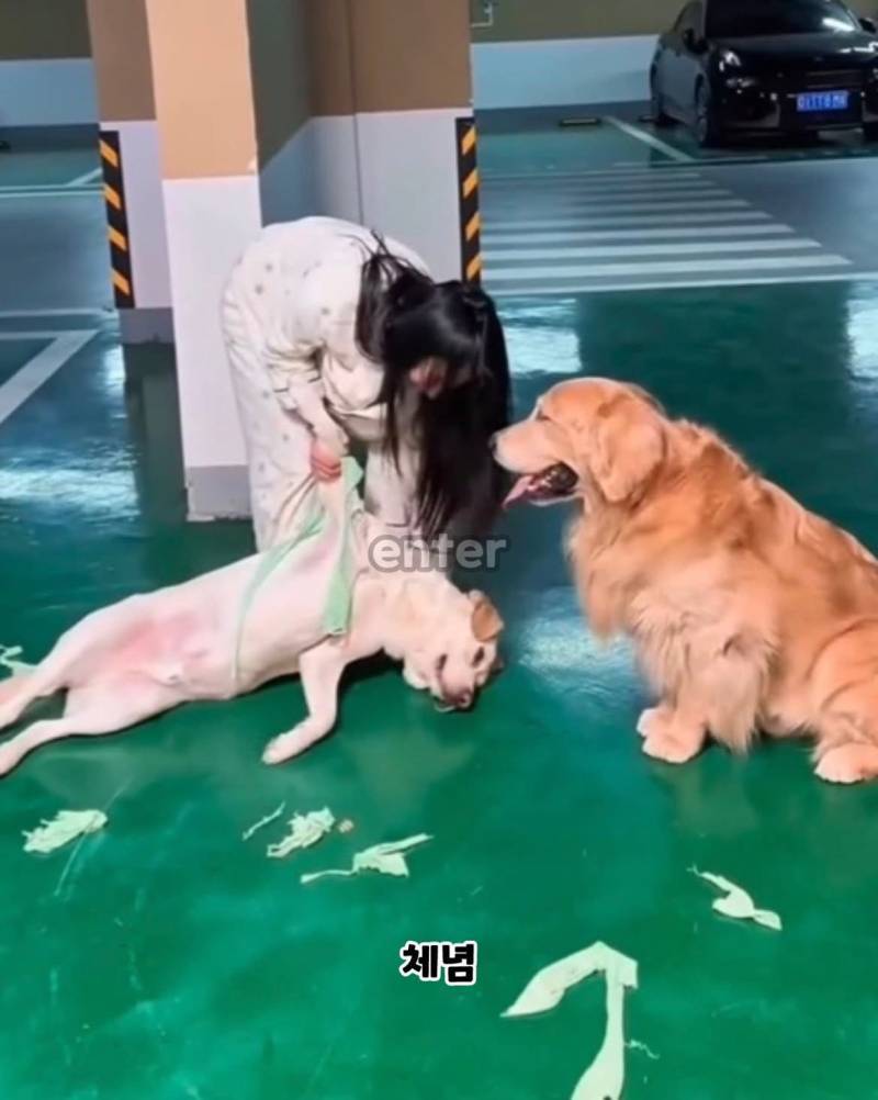산책하다가 원래 옷 주인 만난 강아지의 내용을 보여주는 이미지 관련 이미지 2