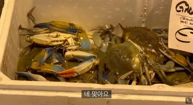이탈리아 청게(블루크랩) 가격의 내용을 보여주는 이미지 관련 이미지 11