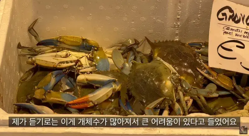 이탈리아 청게(블루크랩) 가격의 내용을 보여주는 이미지 관련 이미지 12