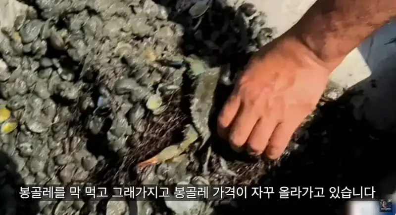 이탈리아 청게(블루크랩) 가격의 내용을 보여주는 이미지 관련 이미지 4