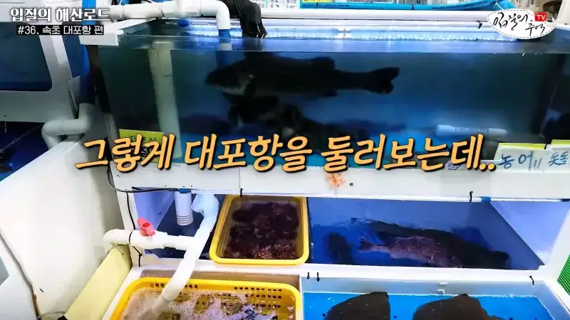 관광지 수산시장에서 _대게 먹고 가라_해서 믿고 맡겼더니(입질의 해산로드 #.36 속초 대포항 편)_20260922_210033.915.jpg