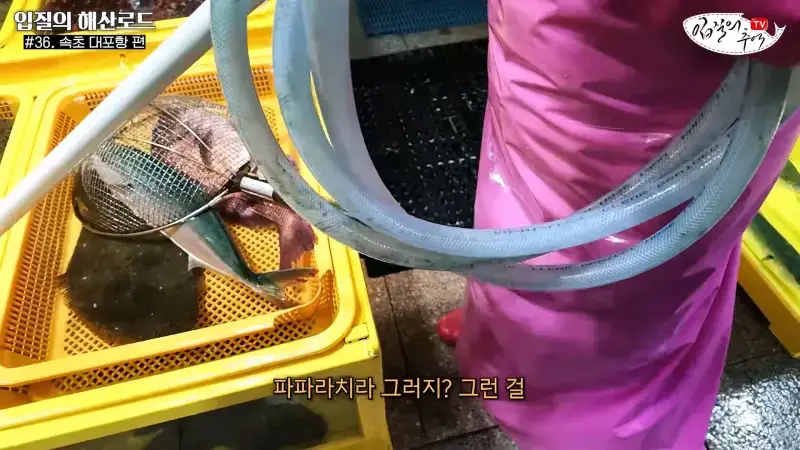 관광지 수산시장에서 _대게 먹고 가라_해서 믿고 맡겼더니(입질의 해산로드 #.36 속초 대포항 편)_20260922_210205.916.jpg
