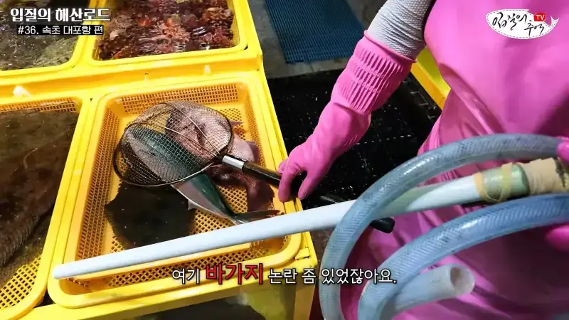 관광지 수산시장에서 _대게 먹고 가라_해서 믿고 맡겼더니(입질의 해산로드 #.36 속초 대포항 편)_20260922_210213.539.jpg