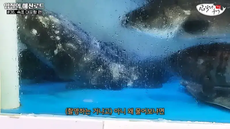 관광지 수산시장에서 _대게 먹고 가라_해서 믿고 맡겼더니(입질의 해산로드 #.36 속초 대포항 편)_20260922_210057.939.jpg