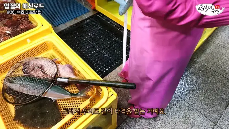 관광지 수산시장에서 _대게 먹고 가라_해서 믿고 맡겼더니(입질의 해산로드 #.36 속초 대포항 편)_20260922_210318.284.jpg