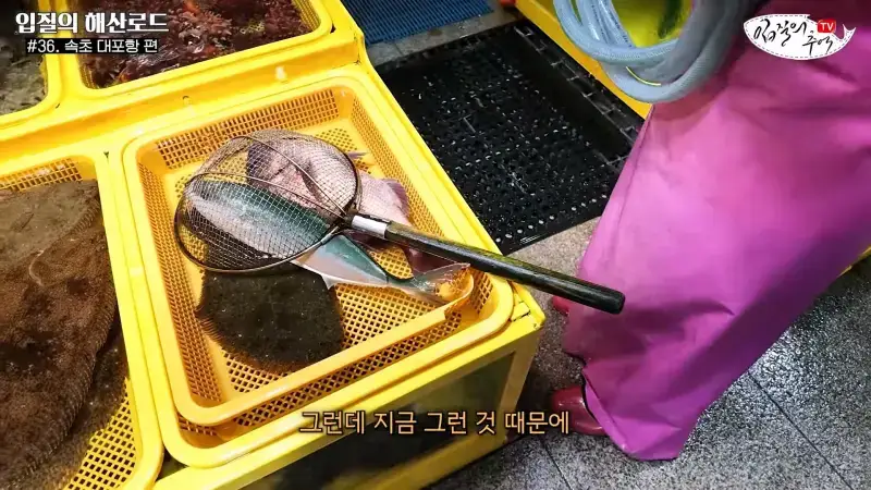 관광지 수산시장에서 _대게 먹고 가라_해서 믿고 맡겼더니(입질의 해산로드 #.36 속초 대포항 편)_20260922_210334.180.jpg
