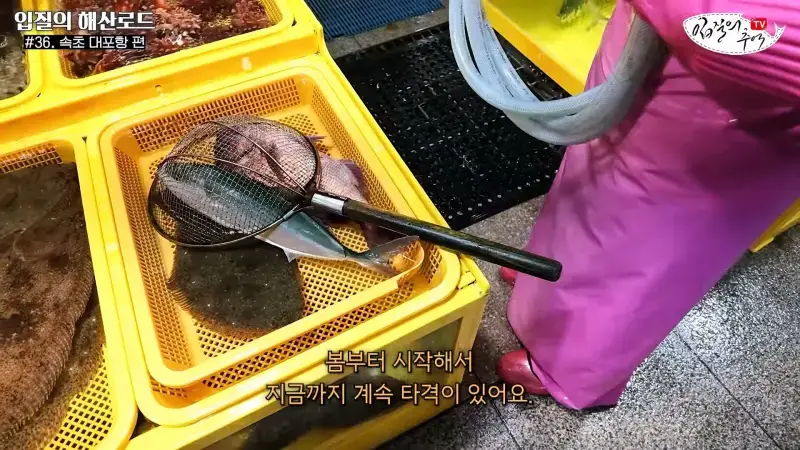관광지 수산시장에서 _대게 먹고 가라_해서 믿고 맡겼더니(입질의 해산로드 #.36 속초 대포항 편)_20260922_210335.883.jpg