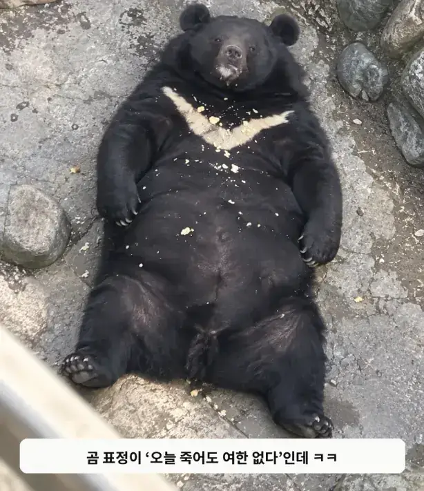 사료비 감당 못해 관람객 먹이 허용한 동물원의 최후의 내용을 보여주는 이미지 관련 이미지 4