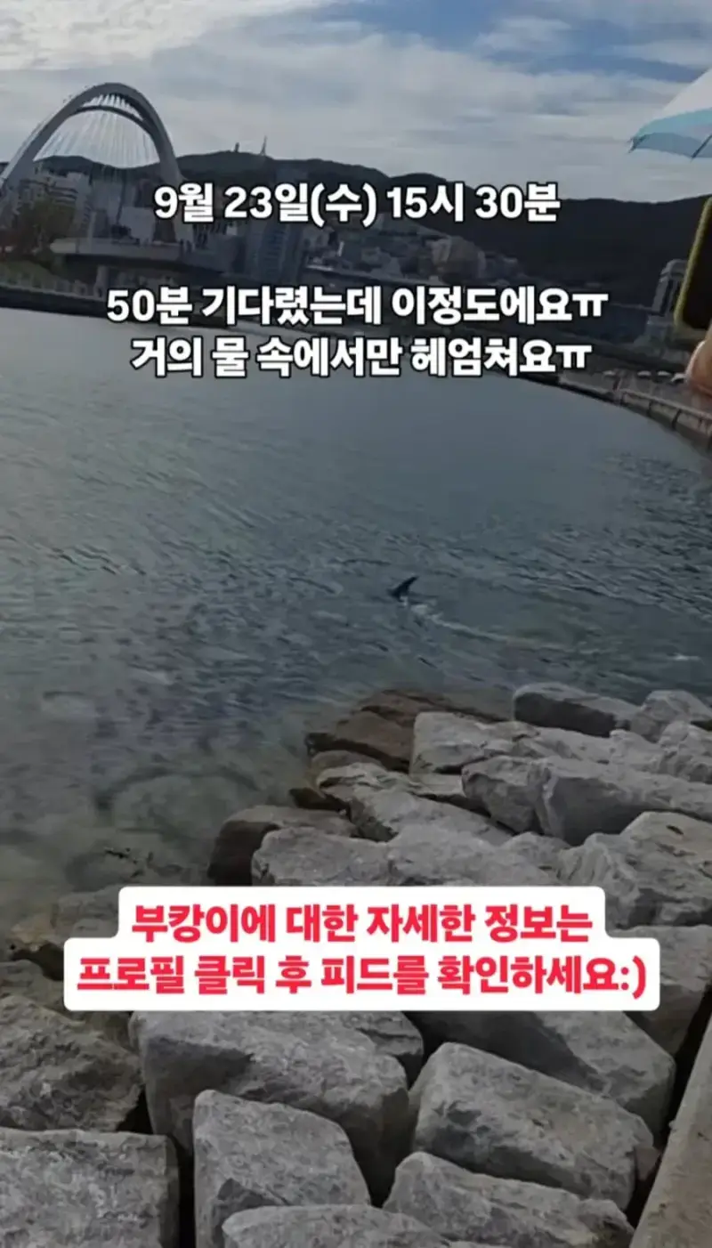 북항 상어 막상 보러가서 실망한다는 부분의 내용을 보여주는 이미지