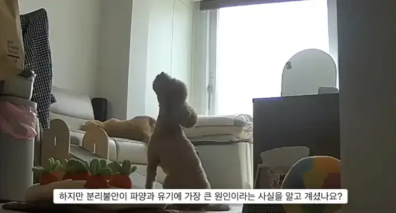 반려견 키우는게 어려운 이유의 내용을 보여주는 이미지