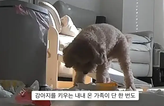 반려견 키우는게 어려운 이유의 내용을 보여주는 이미지 관련 이미지 2