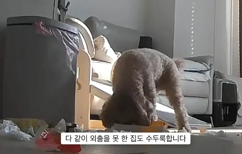 반려견 키우는게 어려운 이유의 내용을 보여주는 이미지 관련 이미지 3