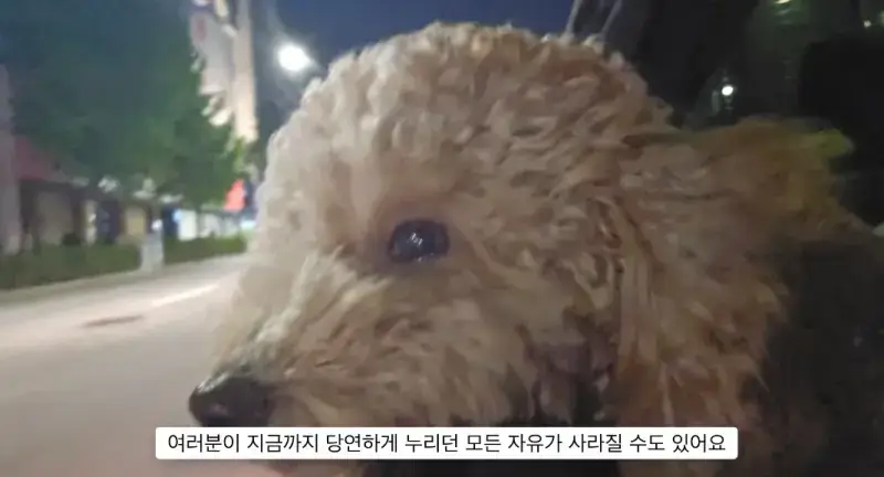반려견 키우는게 어려운 이유의 내용을 보여주는 이미지 관련 이미지 4