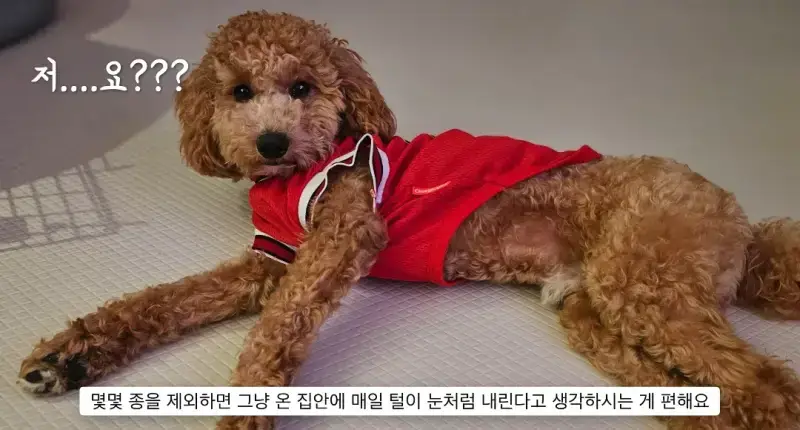 반려견 키우는게 어려운 이유의 내용을 보여주는 이미지 관련 이미지 5