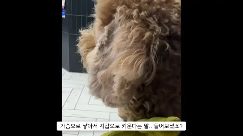 반려견 키우는게 어려운 이유의 내용을 보여주는 이미지 관련 이미지 6