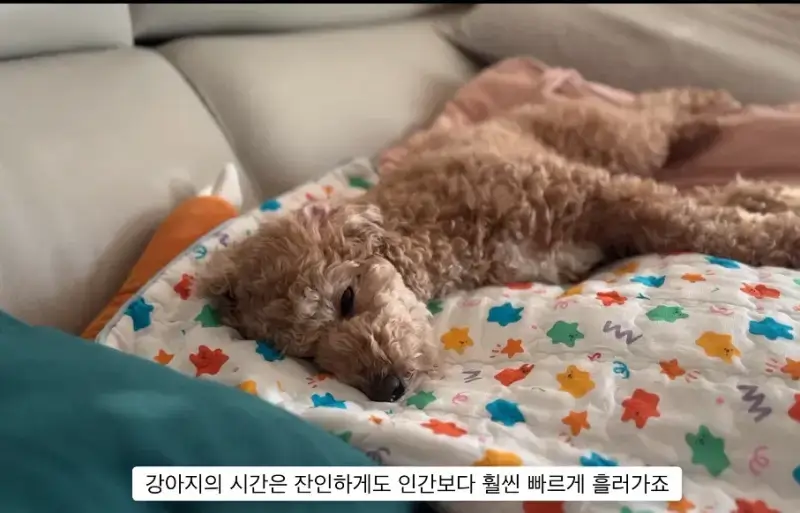 반려견 키우는게 어려운 이유의 내용을 보여주는 이미지 관련 이미지 7