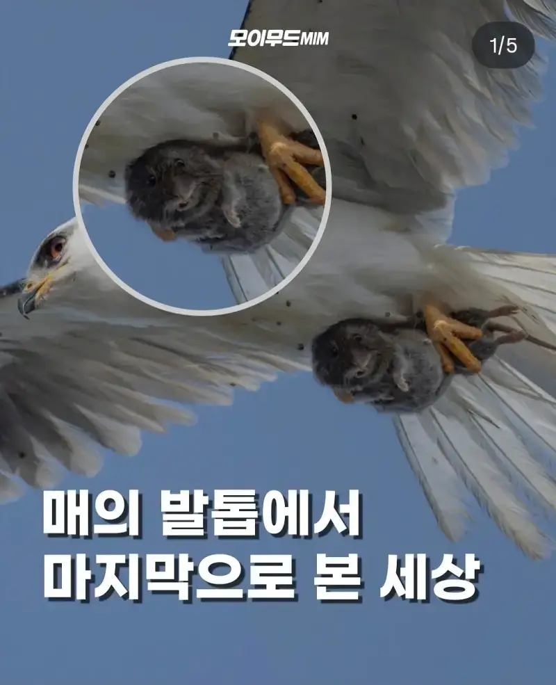 매에게 사냥당한 생쥐가 마지막으로 본 세상의 내용을 보여주는 이미지