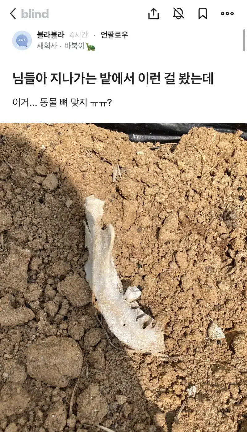 밭에서 이상한 뼈를 본 블라인 ㅎㄷ�의 내용을 보여주는 이미지