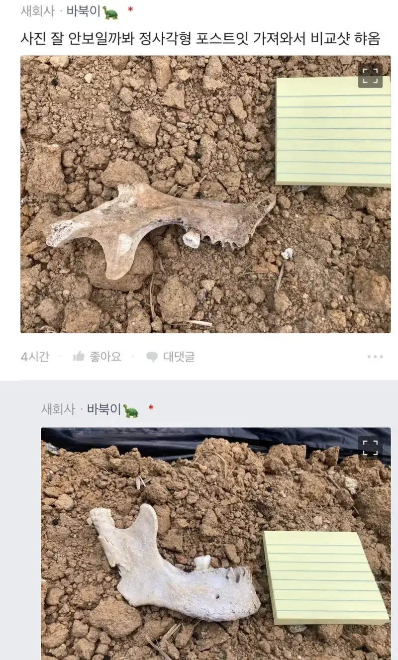 밭에서 이상한 뼈를 본 블라인 ㅎㄷ�의 내용을 보여주는 이미지 관련 이미지 4