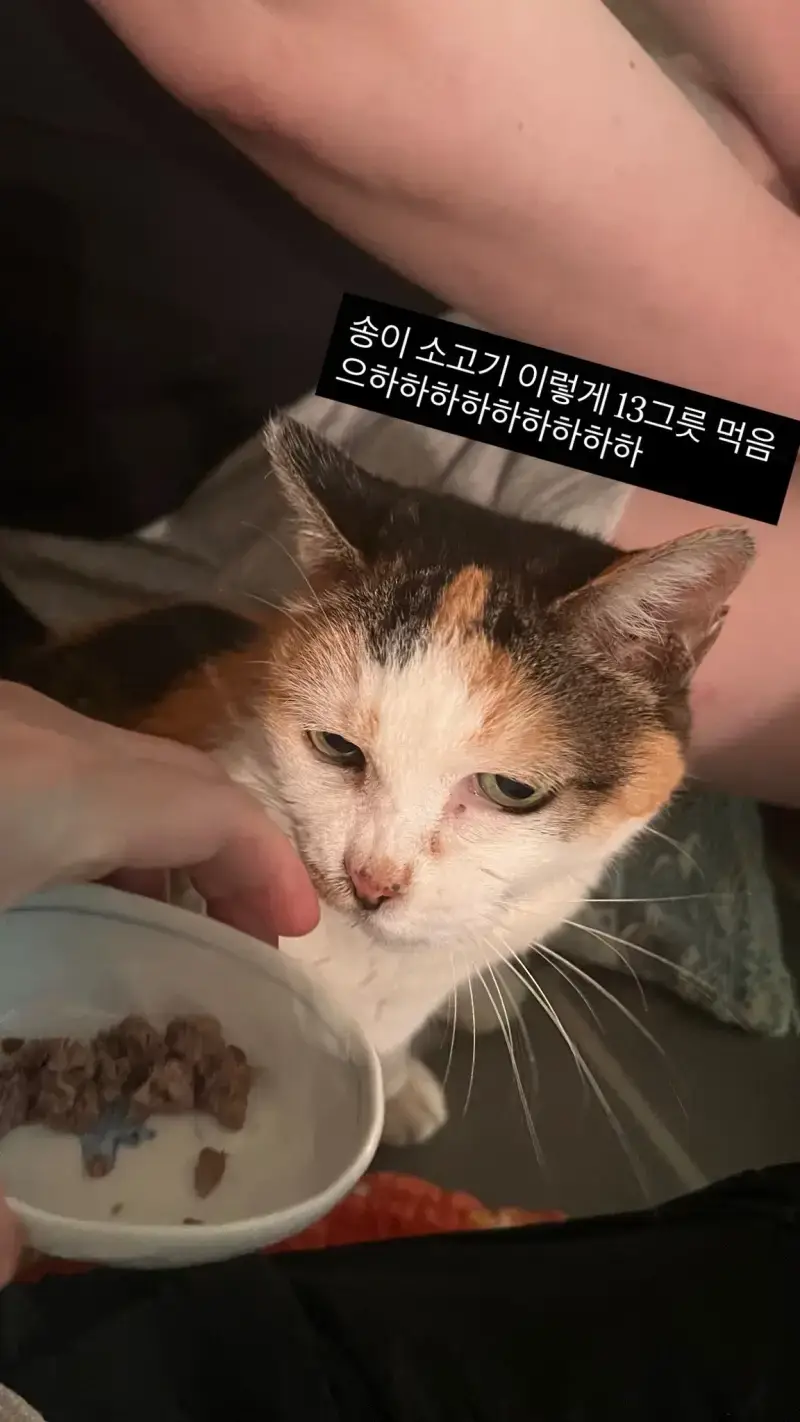 길에서 10여년 살다가 구조되서 집냥이 1주년된 냥이의 내용을 보여주는 이미지