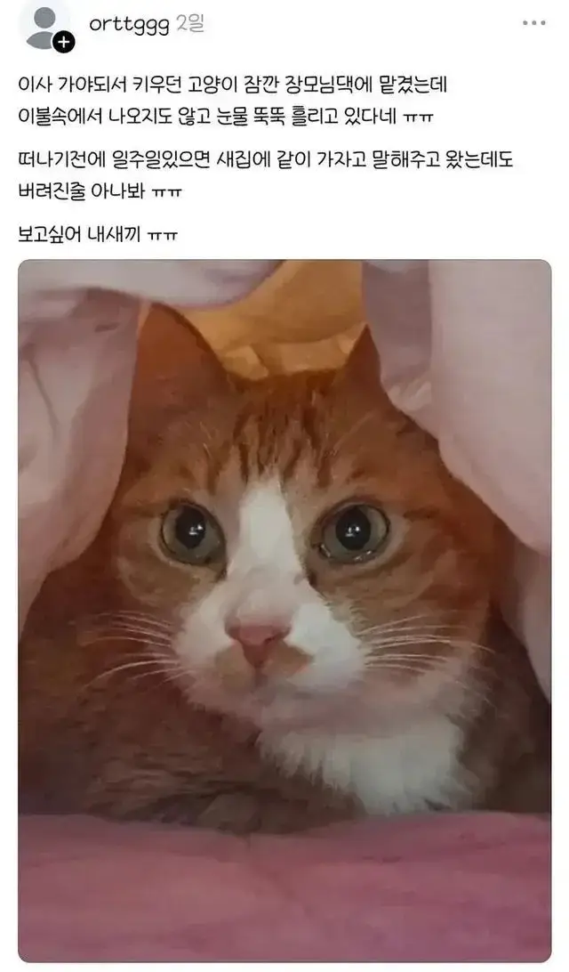 이사가야되서 잠깐 장모님댁에 고양이 맡겼는데 울고있다는 고양이의 내용을 보여주는 이미지