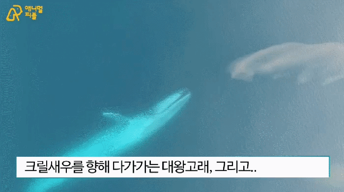 46억년 지구 역사상 가장 큰 동물의 내용을 보여주는 이미지 관련 이미지 4