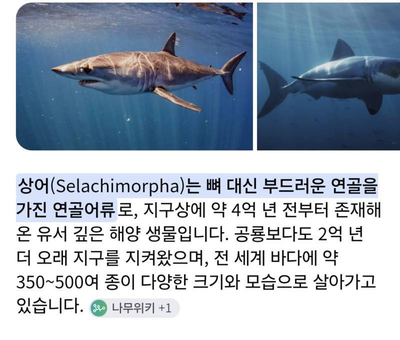 상어에 대해 알아보자의 내용을 보여주는 이미지