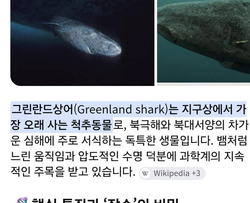 상어에 대해 알아보자의 내용을 보여주는 이미지 관련 이미지 5