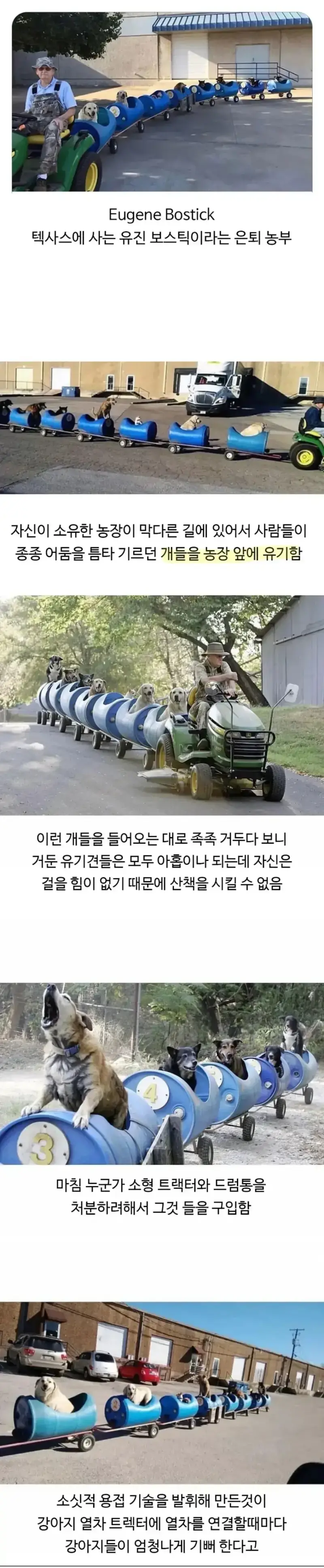 80대 할배가 댕댕이들과 산책하는 방법의 내용을 보여주는 이미지