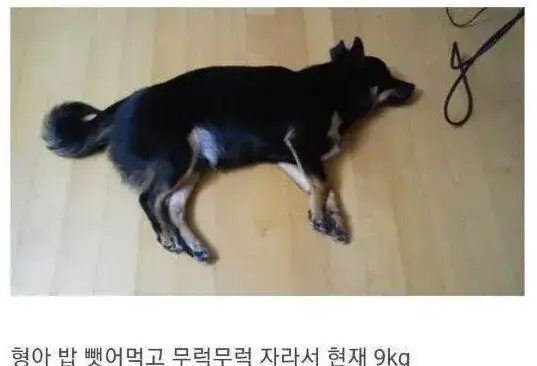 image.png 댕댕이 분양 사기 결말.jpg