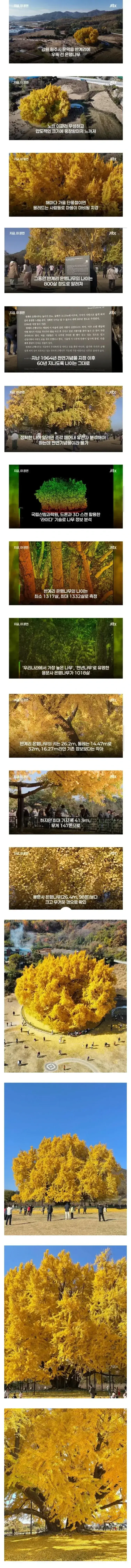 800살이라고 화제였던 은행나무나이 거짓으로 밝혀짐의 내용을 보여주는 이미지